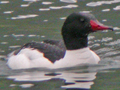 Common Merganser